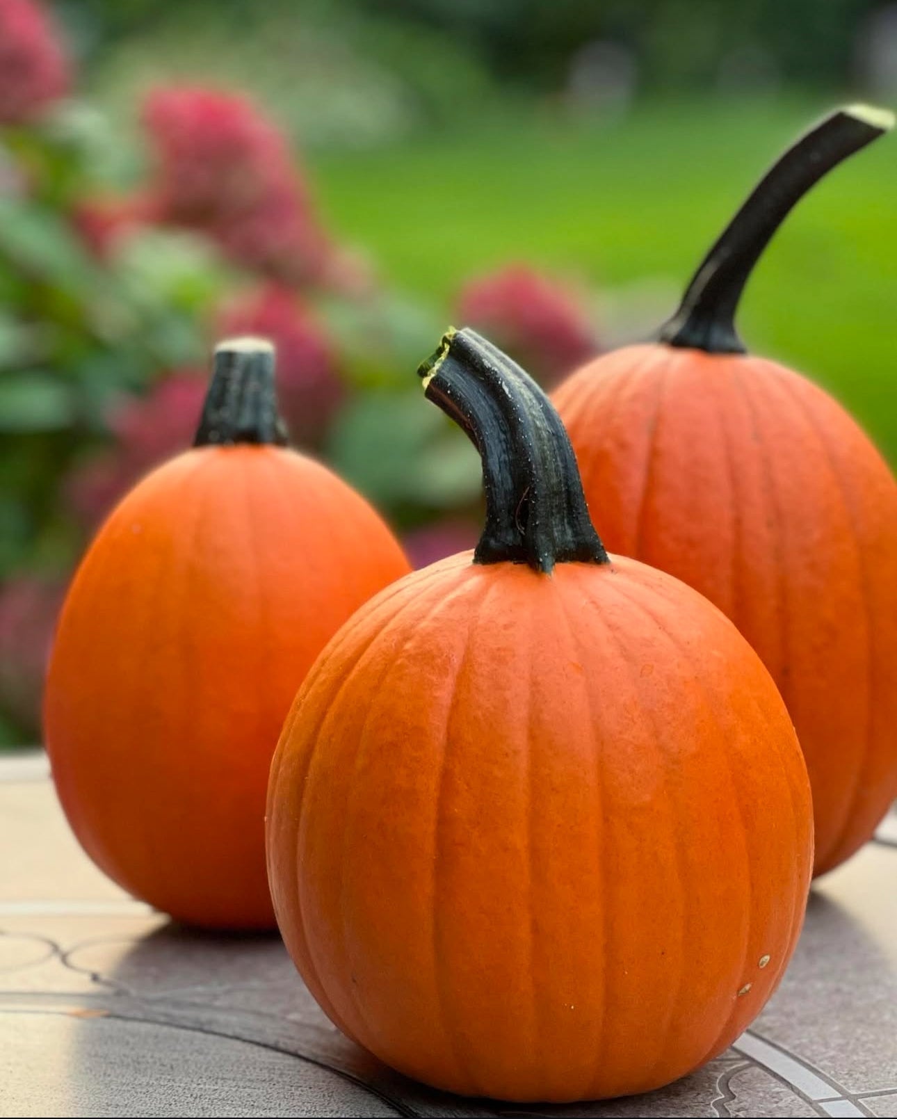 Sugar Pie Pumpkin Seeds - Classic Heirloom Pie Pumpkin