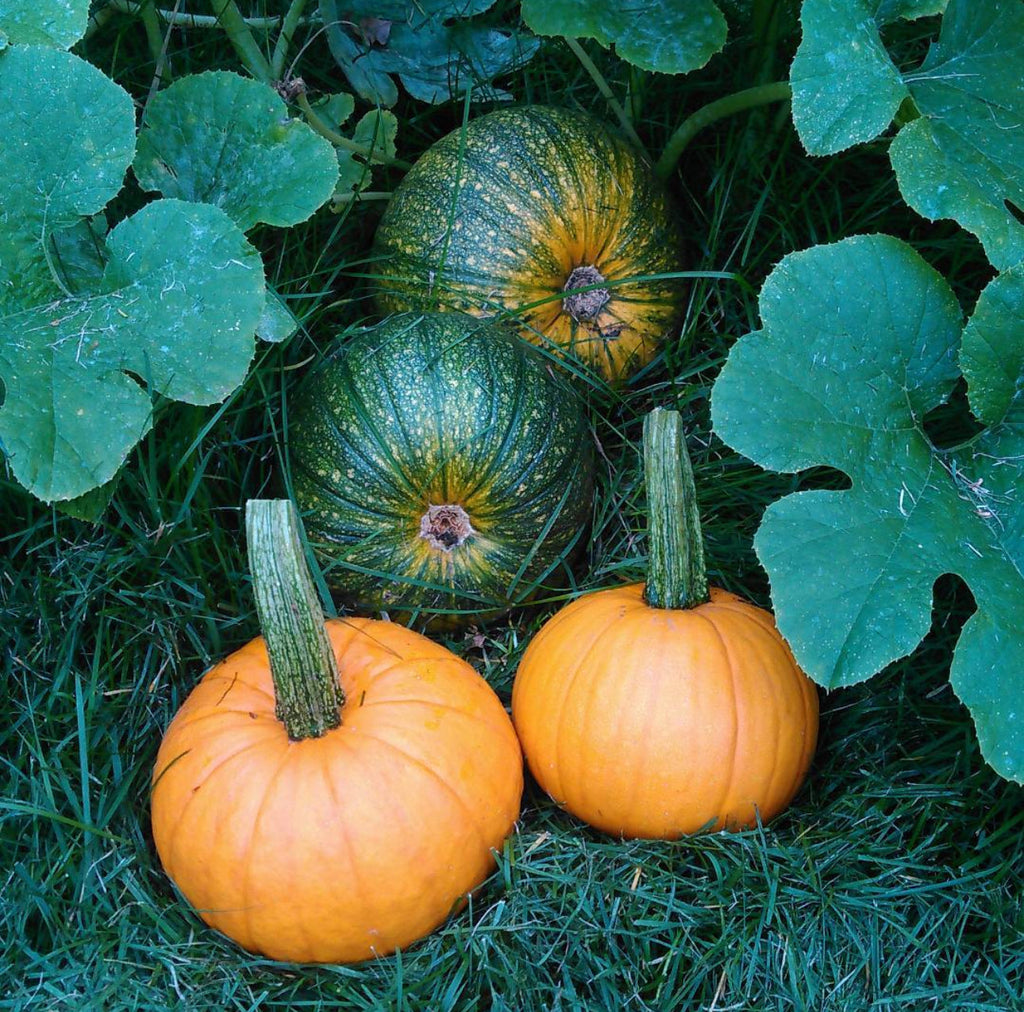 Sugar Pie Pumpkin Seeds - Classic Heirloom Pie Pumpkin