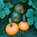 Sugar Pie Pumpkin Seeds - Classic Heirloom Pie Pumpkin