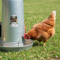 Little Giant 40-Lb Hanging Poultry Feeder - Galvanized Steel