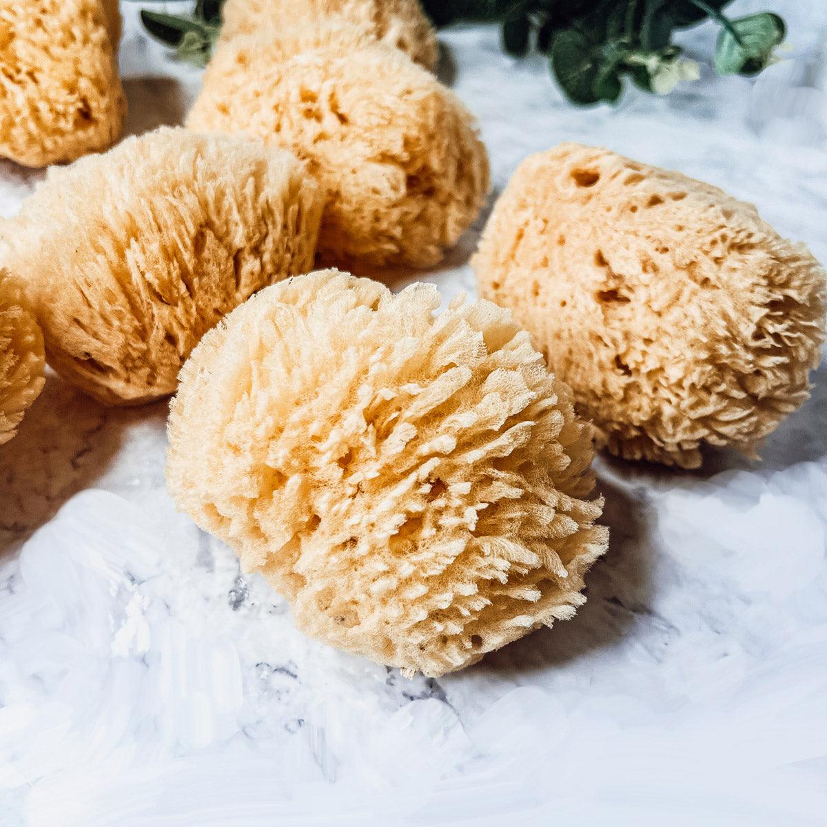 Natural Dead Sea Sponge