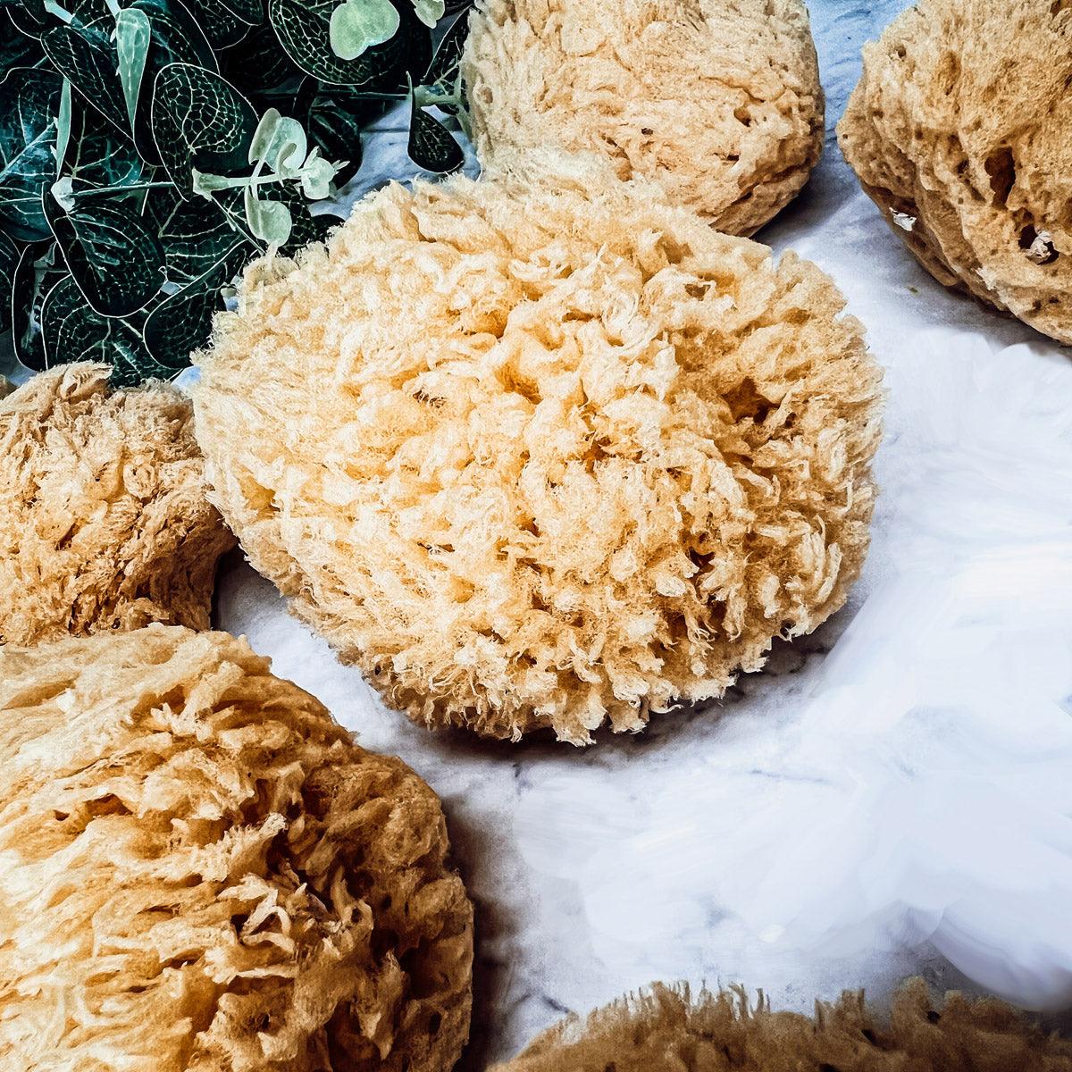 Natural Dead Sea Sponge