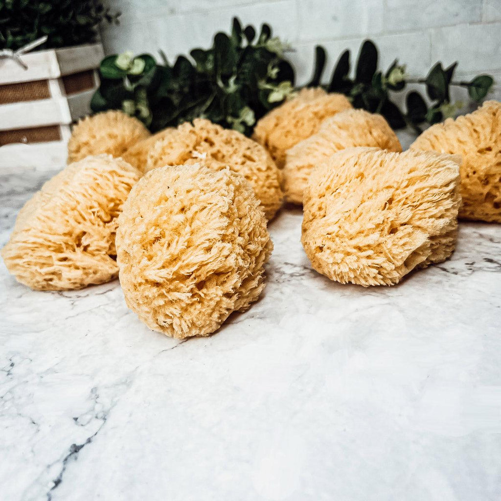Natural Dead Sea Sponge