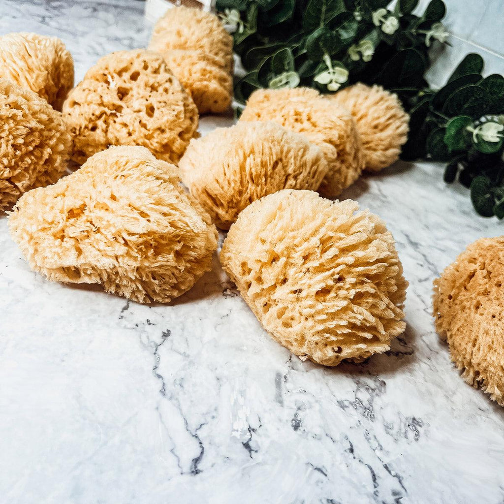 Natural Dead Sea Sponge