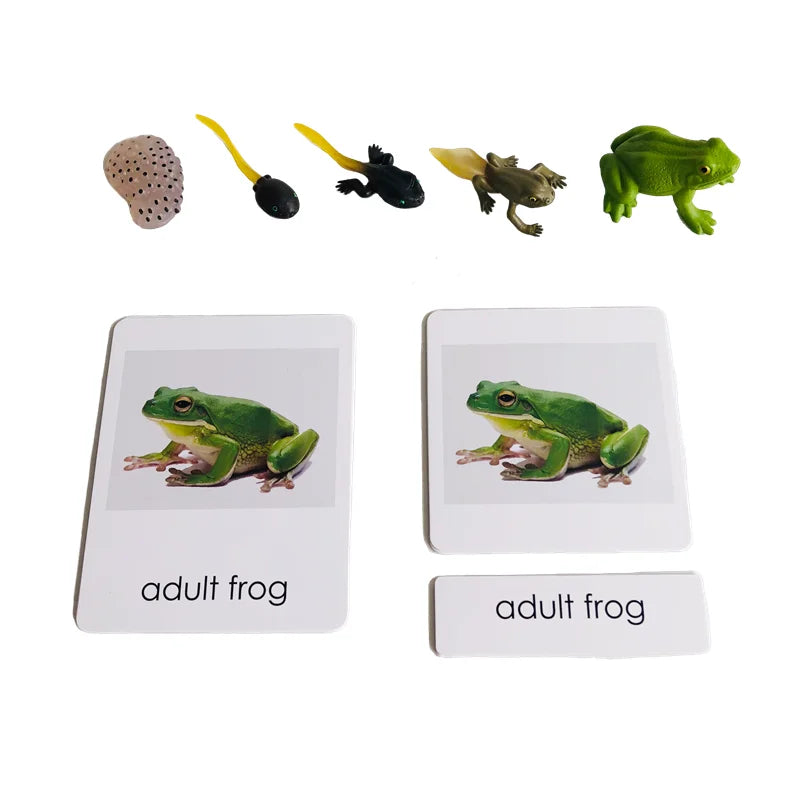 S039c50c847384323abb58f332a4fa7c0s