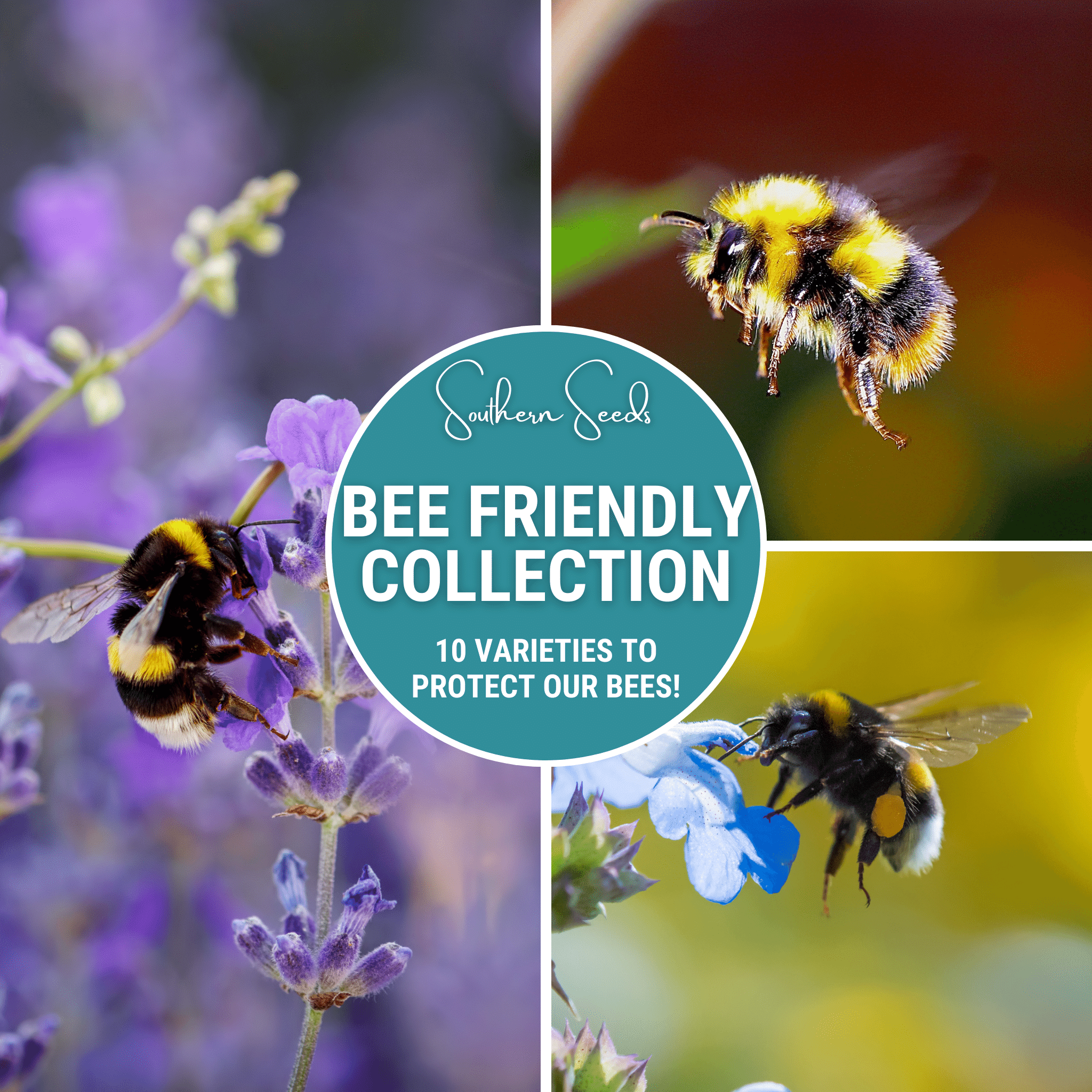 Bee Friendly Flower Seed Collection - 10 Pollinator Varieties