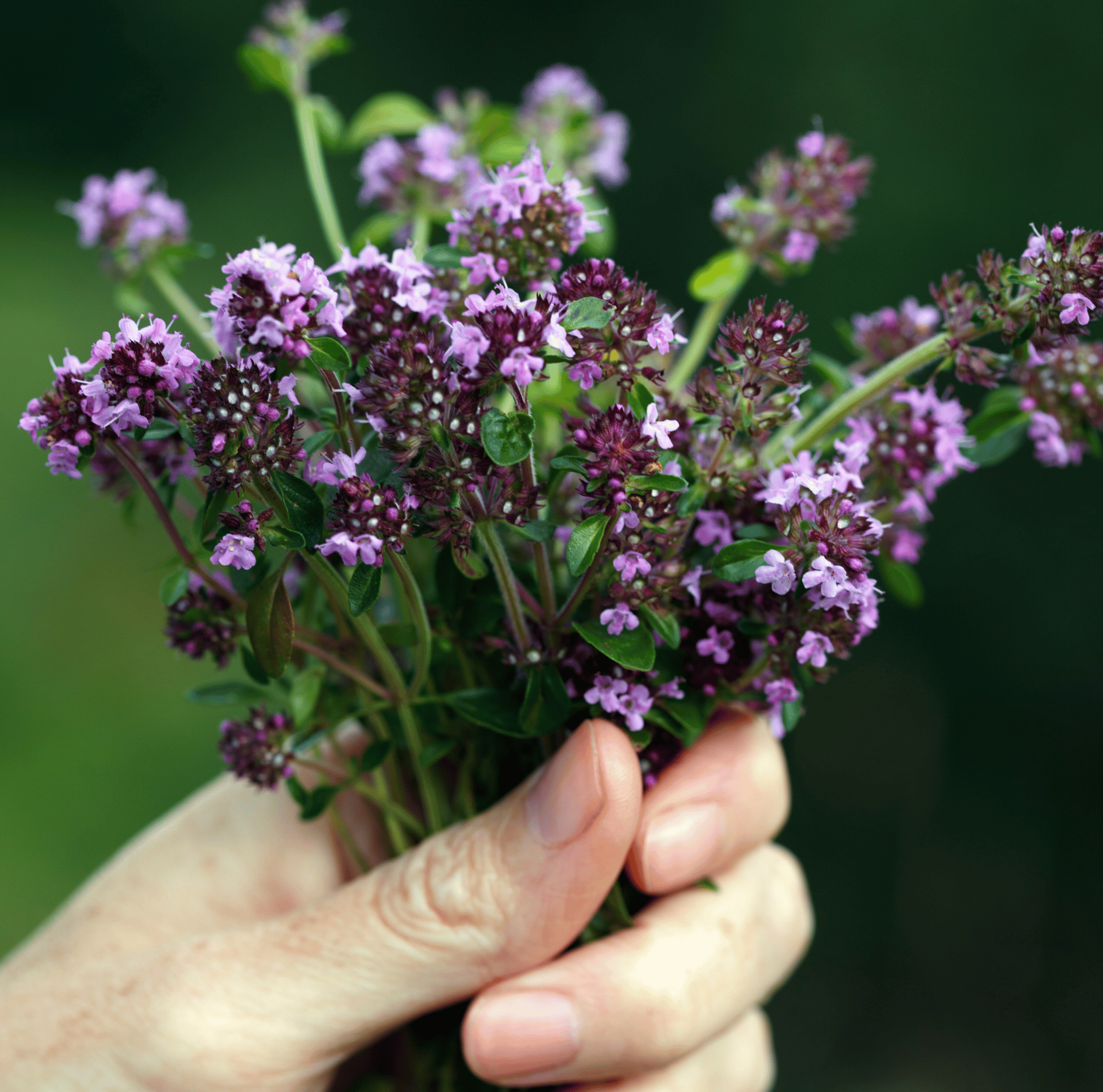 Creeping Thyme – 250 Seeds