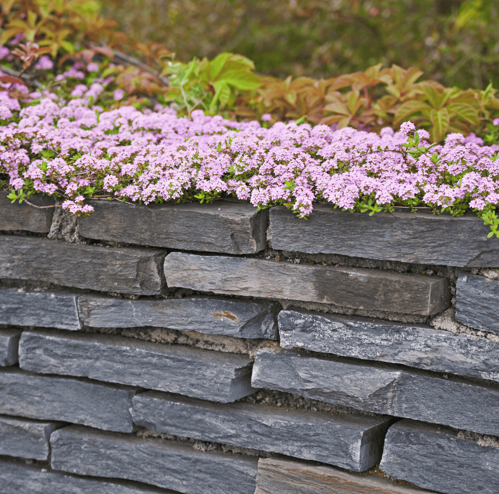Creeping Thyme – 250 Seeds
