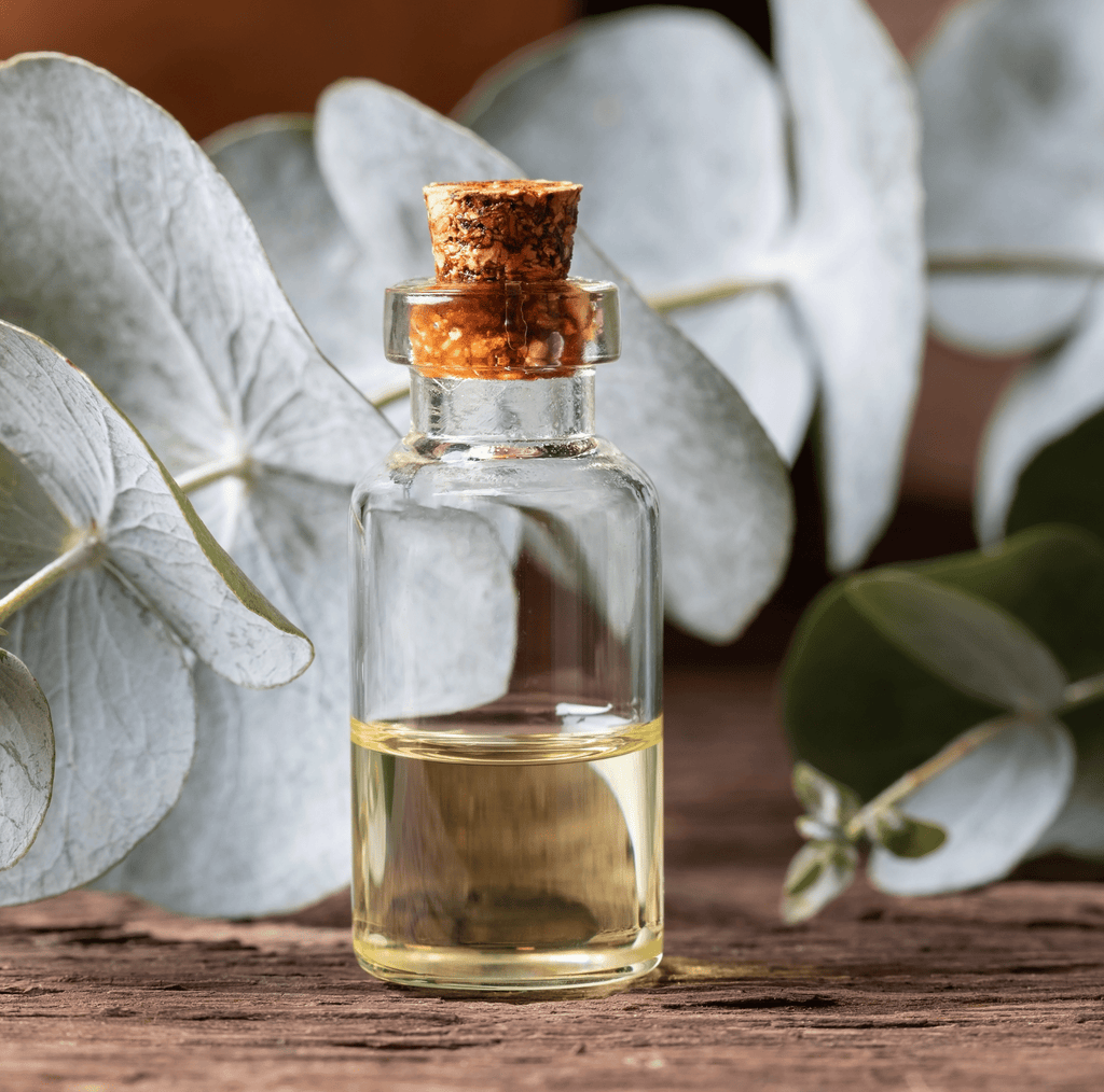 Silver Dollar Eucalyptus – 20 Seeds