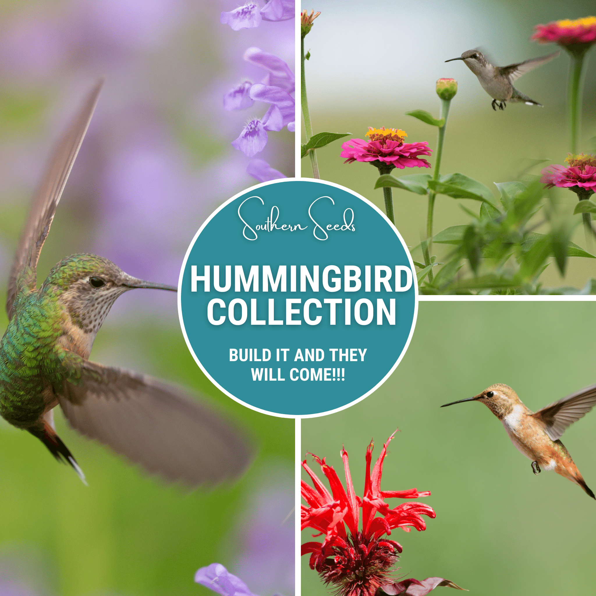 Hummingbird Garden Seed Collection - 10 Varieties | Floral Cow Flower Farm