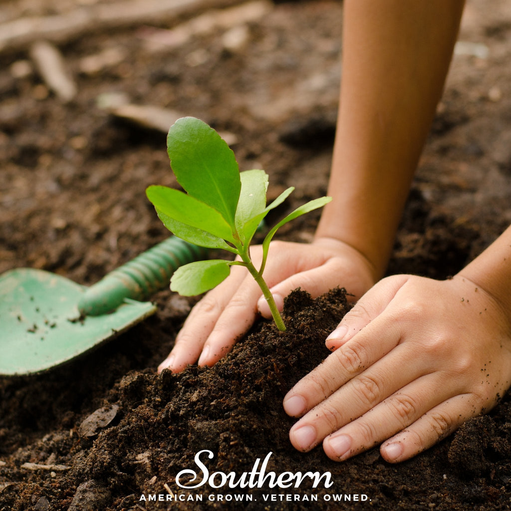 Kids Garden Seed Collection - 10 Easy-to-Grow Varieties
