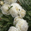 Cream Peony Poppy Seeds - 100 Heirloom Seeds