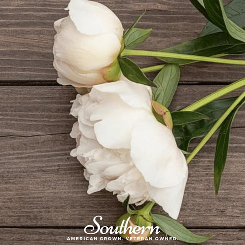 Cream Peony Poppy Seeds - 100 Heirloom Seeds