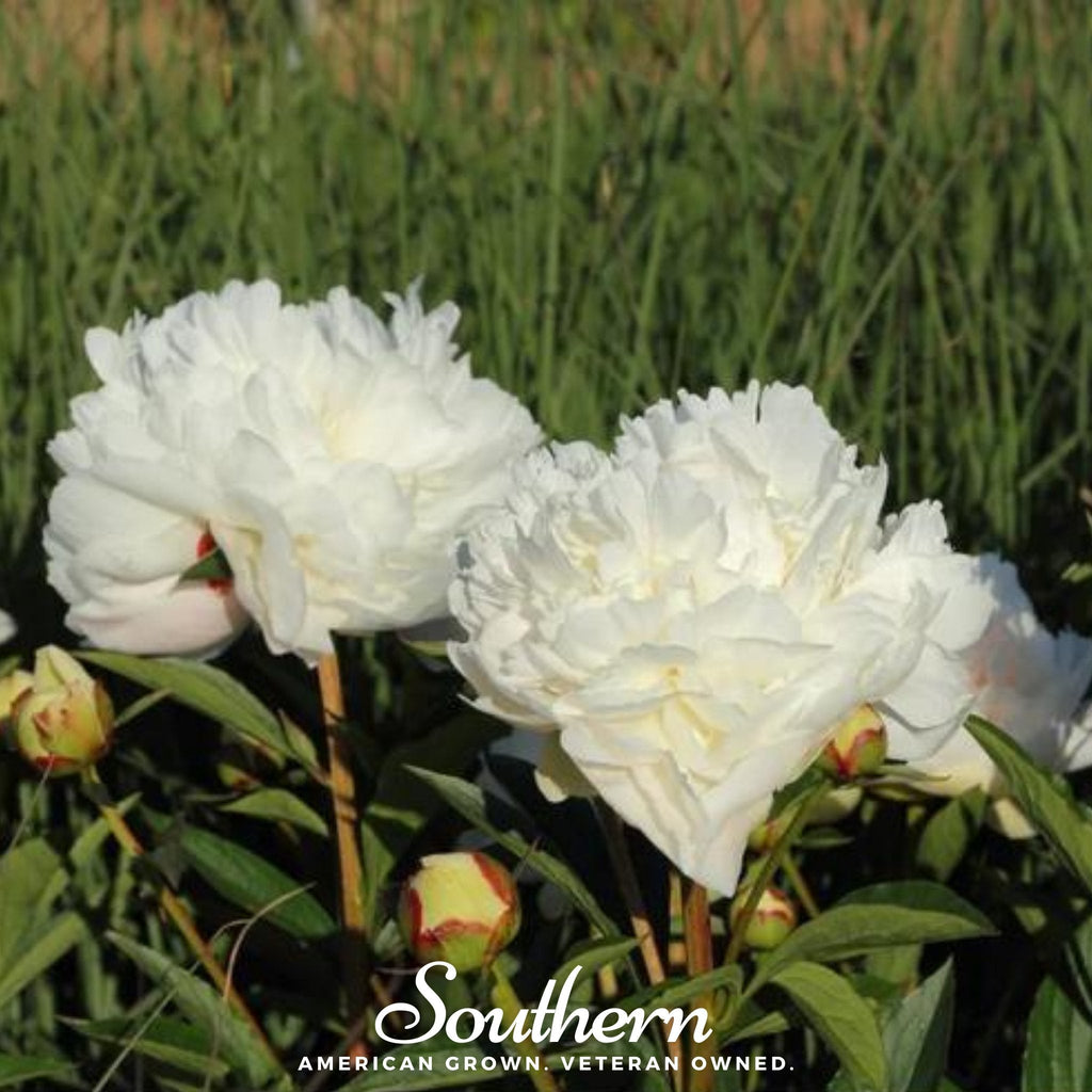 Cream Peony Poppy Seeds - 100 Heirloom Seeds