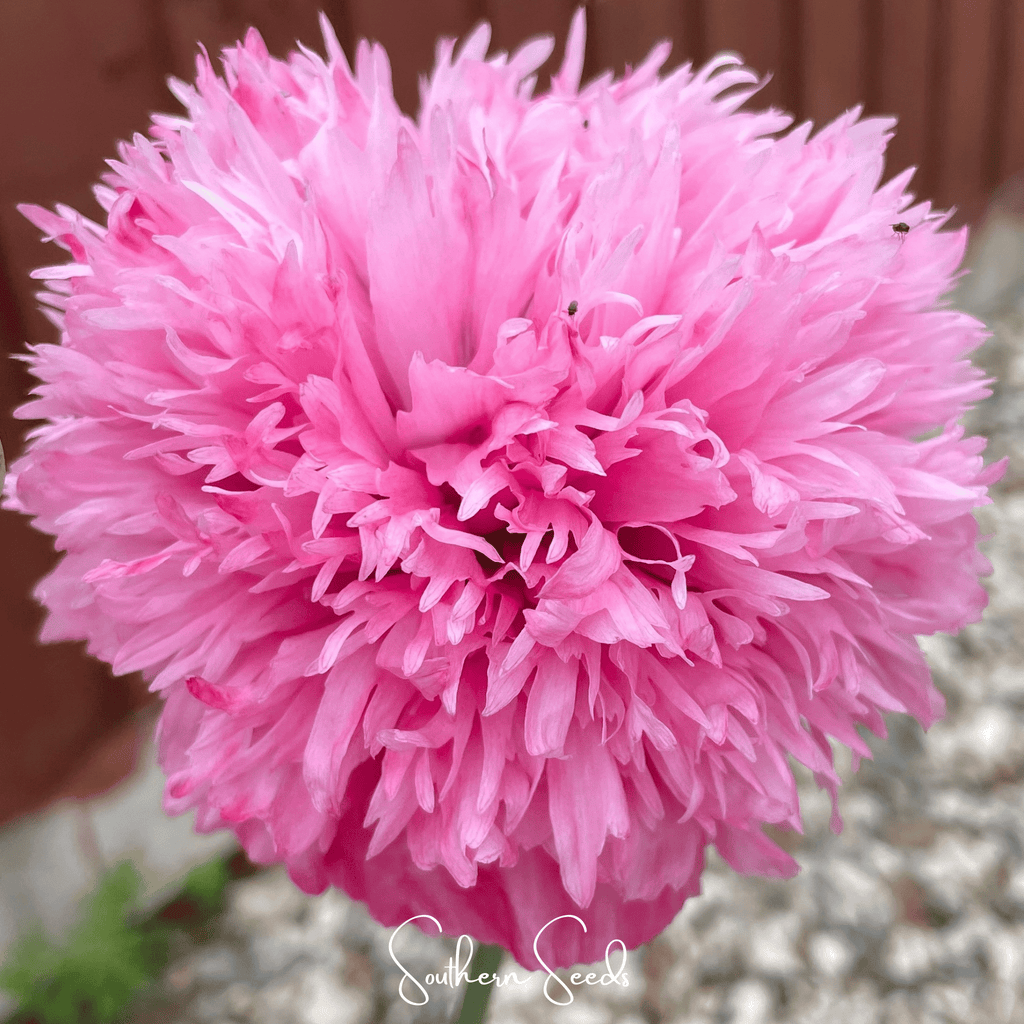 Pale Rose Peony Poppy Seeds - 100 Heirloom Seeds