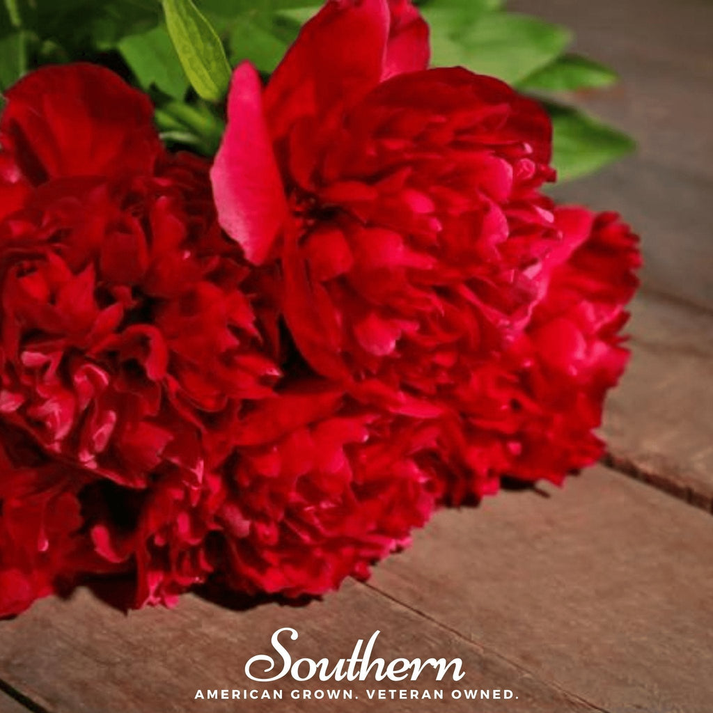 Red Peony Poppy Seeds - 100 Heirloom Seeds