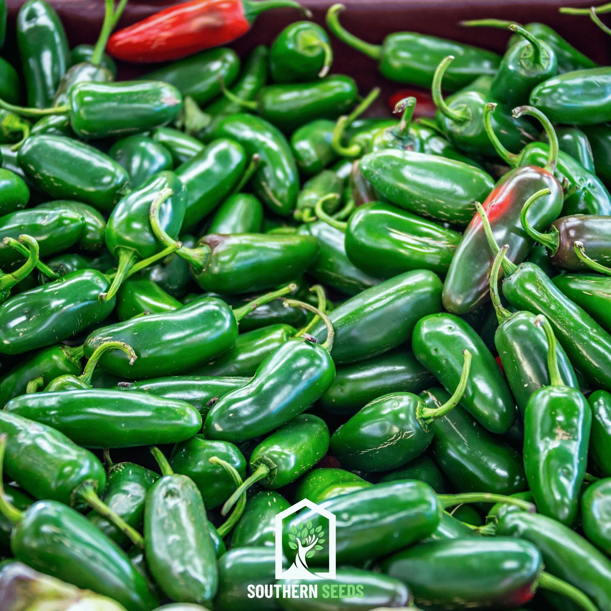 Pepper Seed Collection - 6 Heirloom Varieties