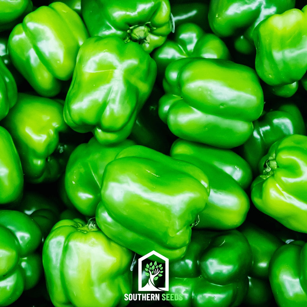 Pepper Seed Collection - 6 Heirloom Varieties