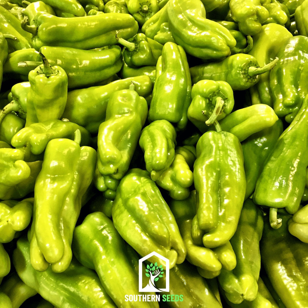 Pepper Seed Collection - 6 Heirloom Varieties