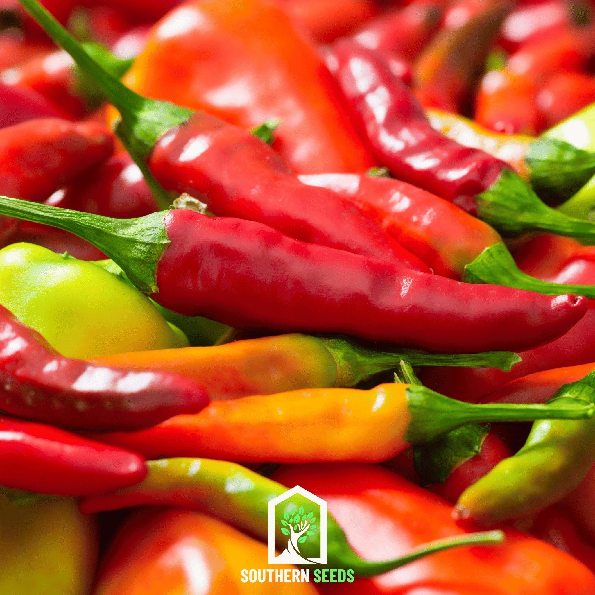 Pepper Seed Collection - 6 Heirloom Varieties