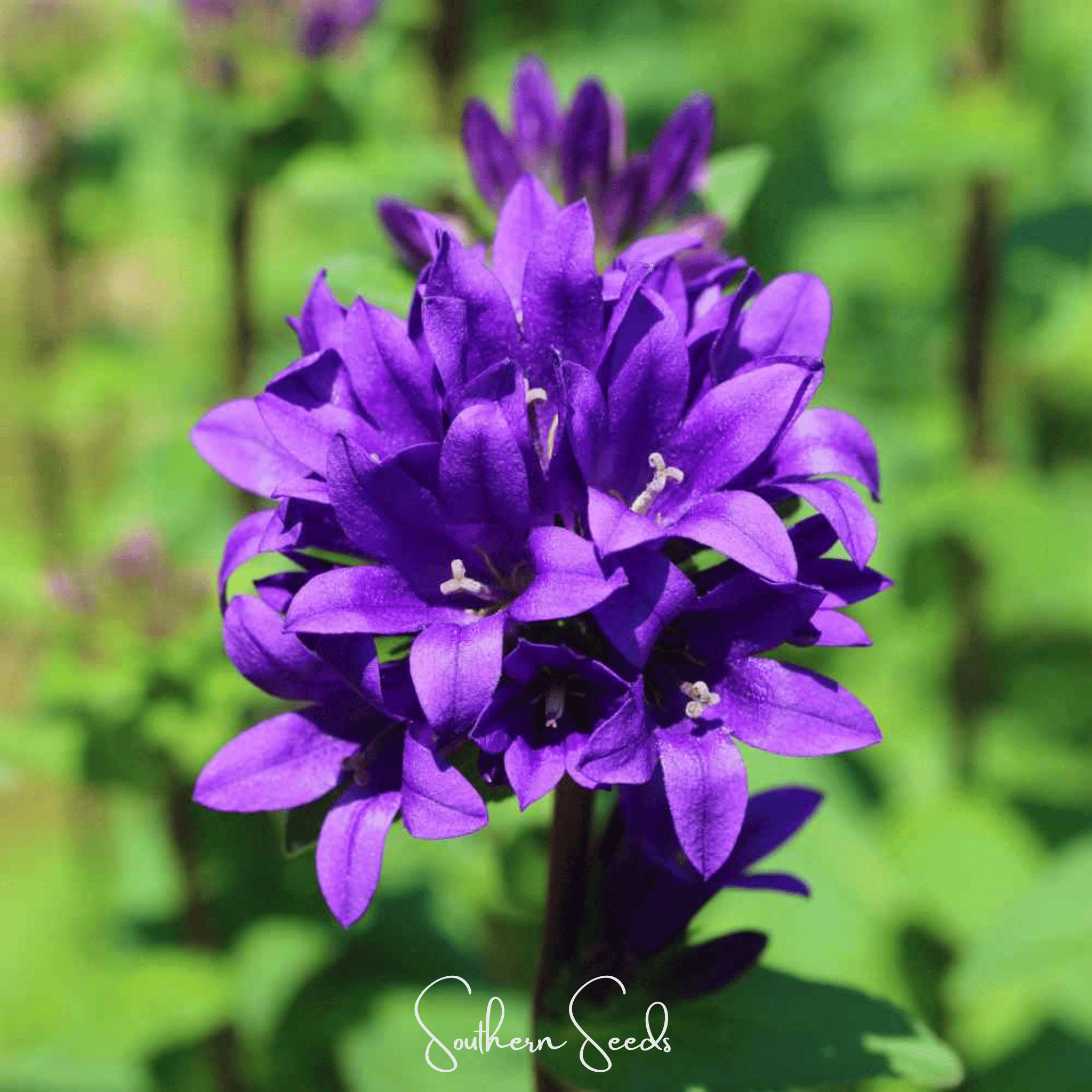 Pixie Patch Fairy Garden Seed Collection - 10 Enchanted Varieties