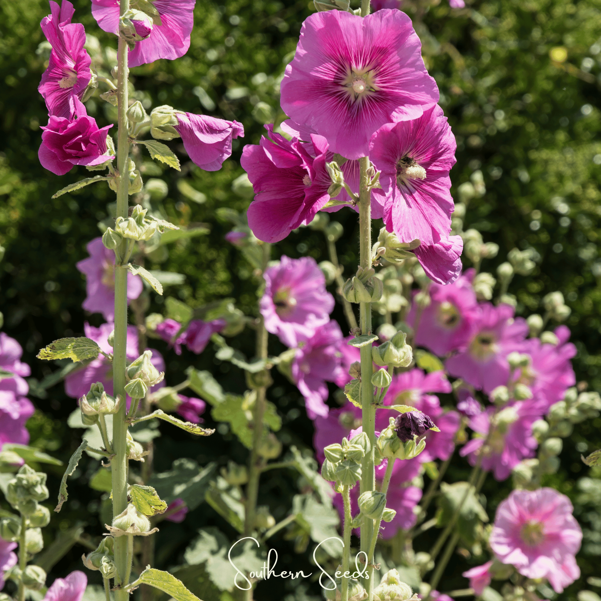 Pixie Patch Fairy Garden Seed Collection - 10 Enchanted Varieties