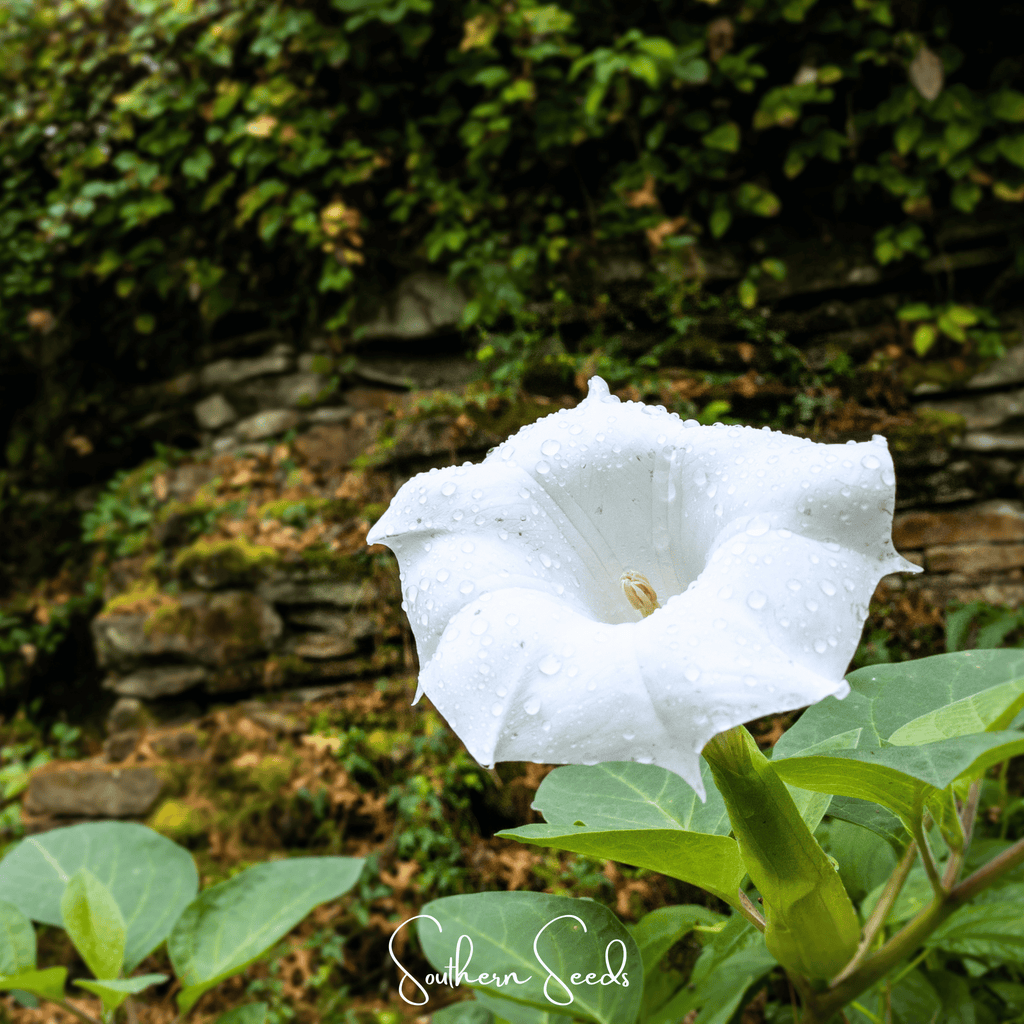 Pixie Patch Fairy Garden Seed Collection - 10 Enchanted Varieties