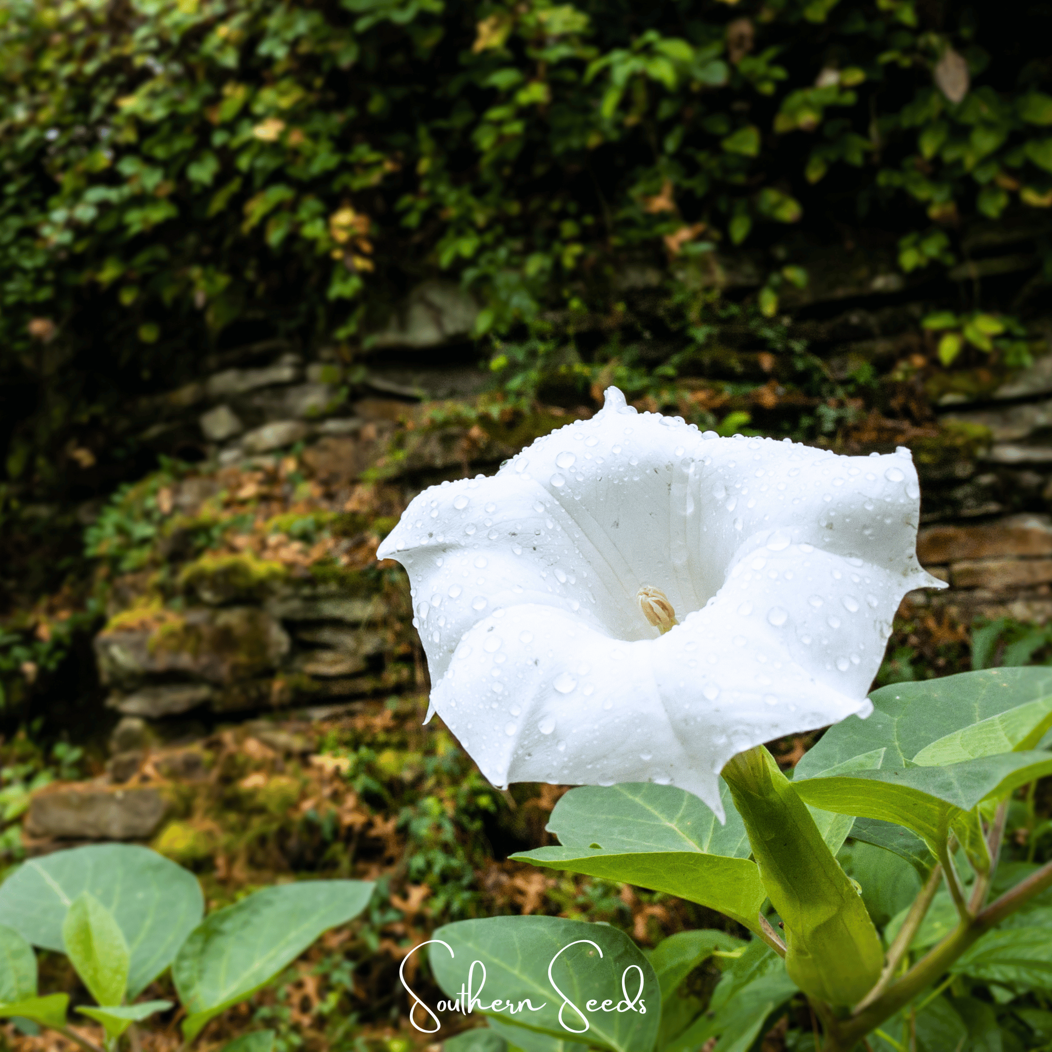 Pixie Patch Fairy Garden Seed Collection - 10 Enchanted Varieties