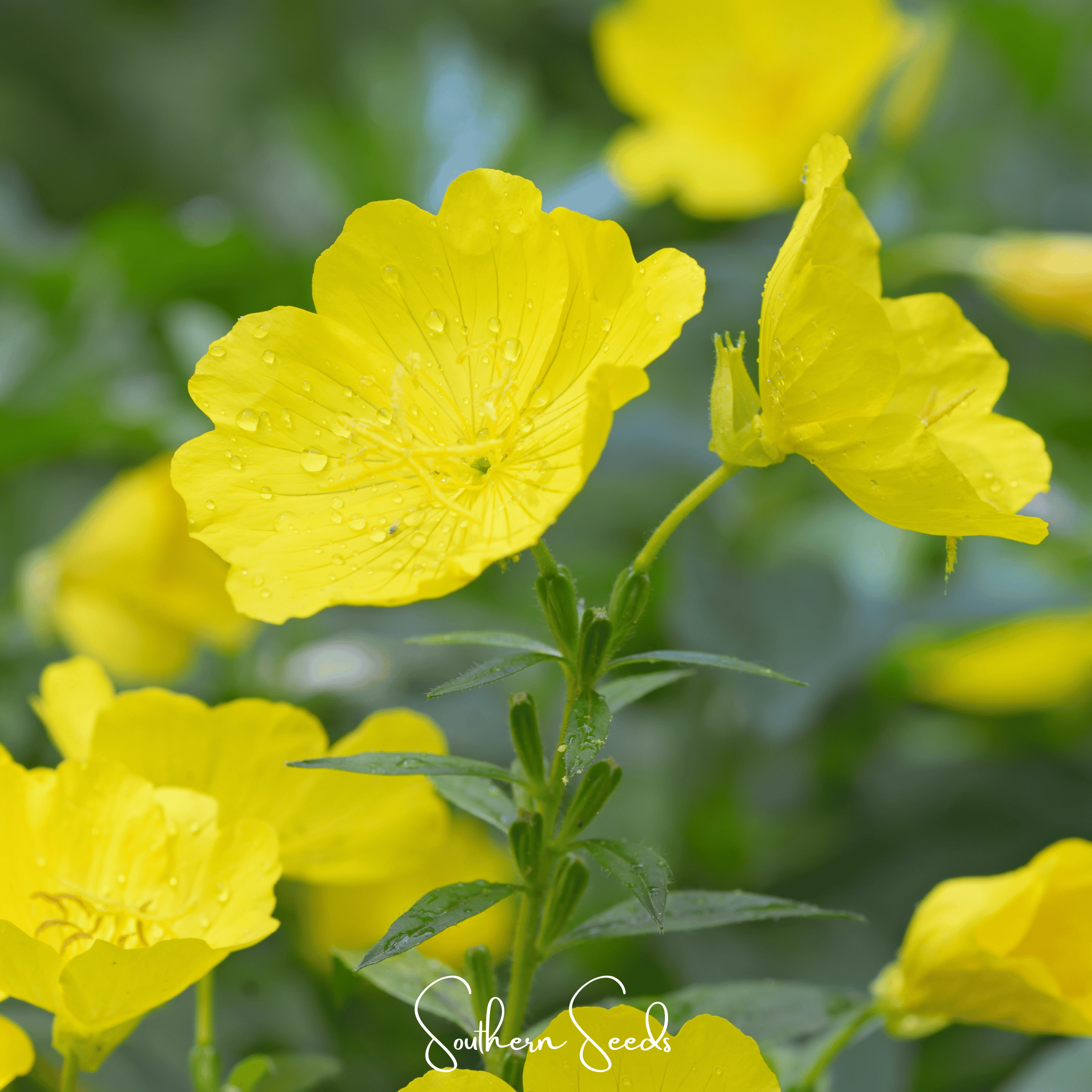 Pixie Patch Fairy Garden Seed Collection - 10 Enchanted Varieties