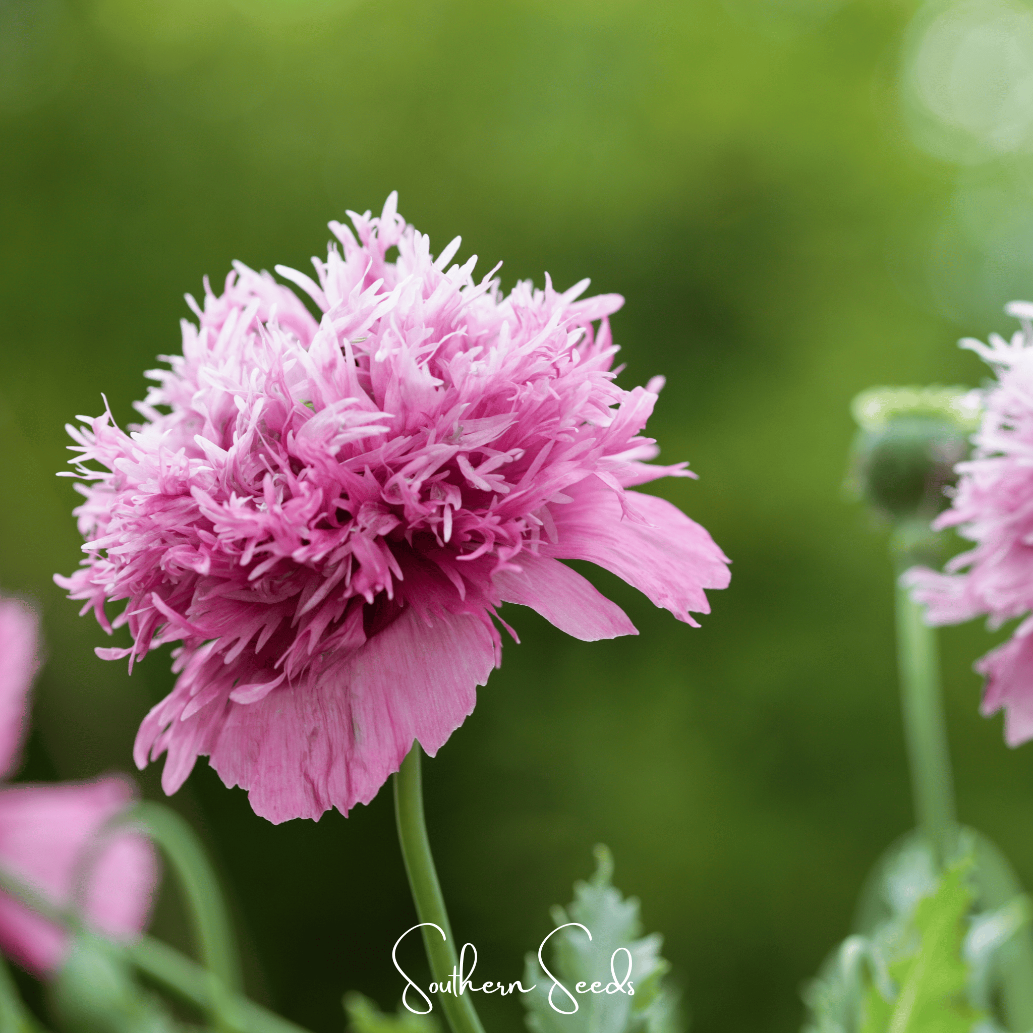 Pixie Patch Fairy Garden Seed Collection - 10 Enchanted Varieties