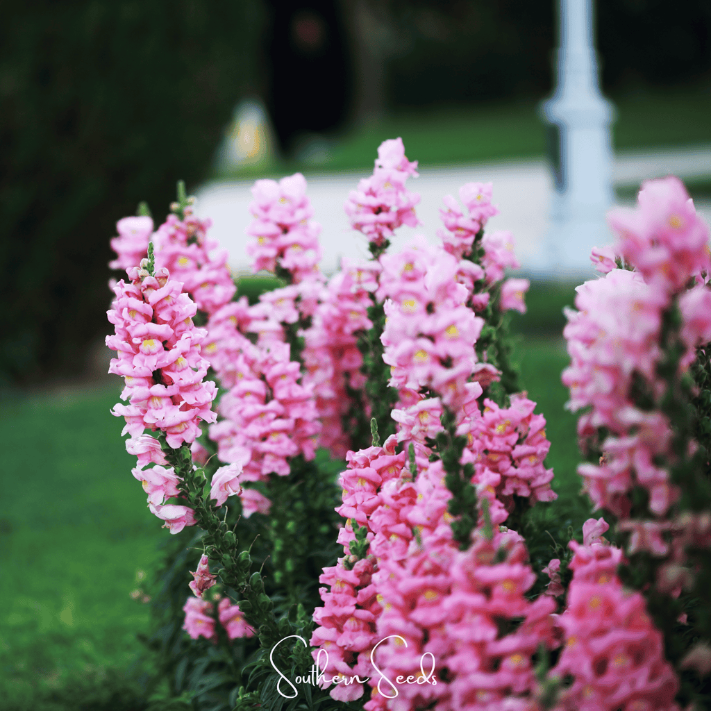 Pixie Patch Fairy Garden Seed Collection - 10 Enchanted Varieties