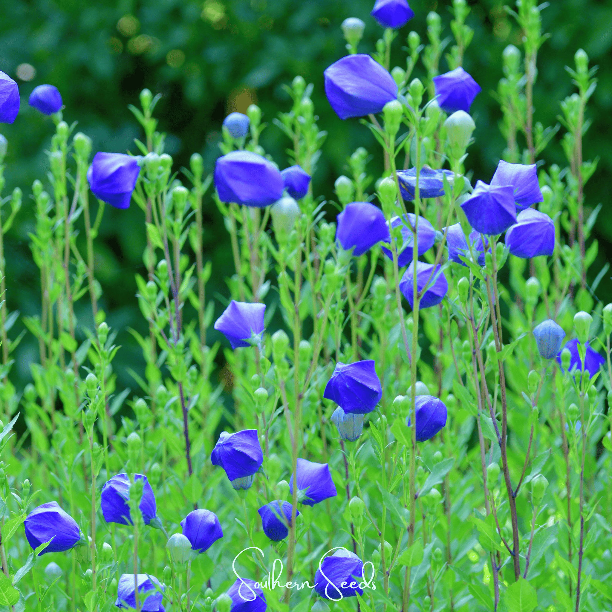 Pixie Patch Fairy Garden Seed Collection - 10 Enchanted Varieties