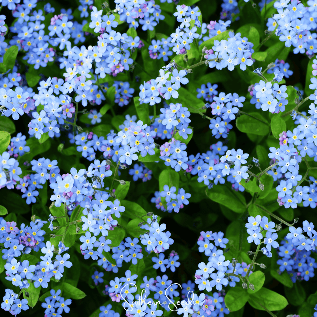 Pixie Patch Fairy Garden Seed Collection - 10 Enchanted Varieties