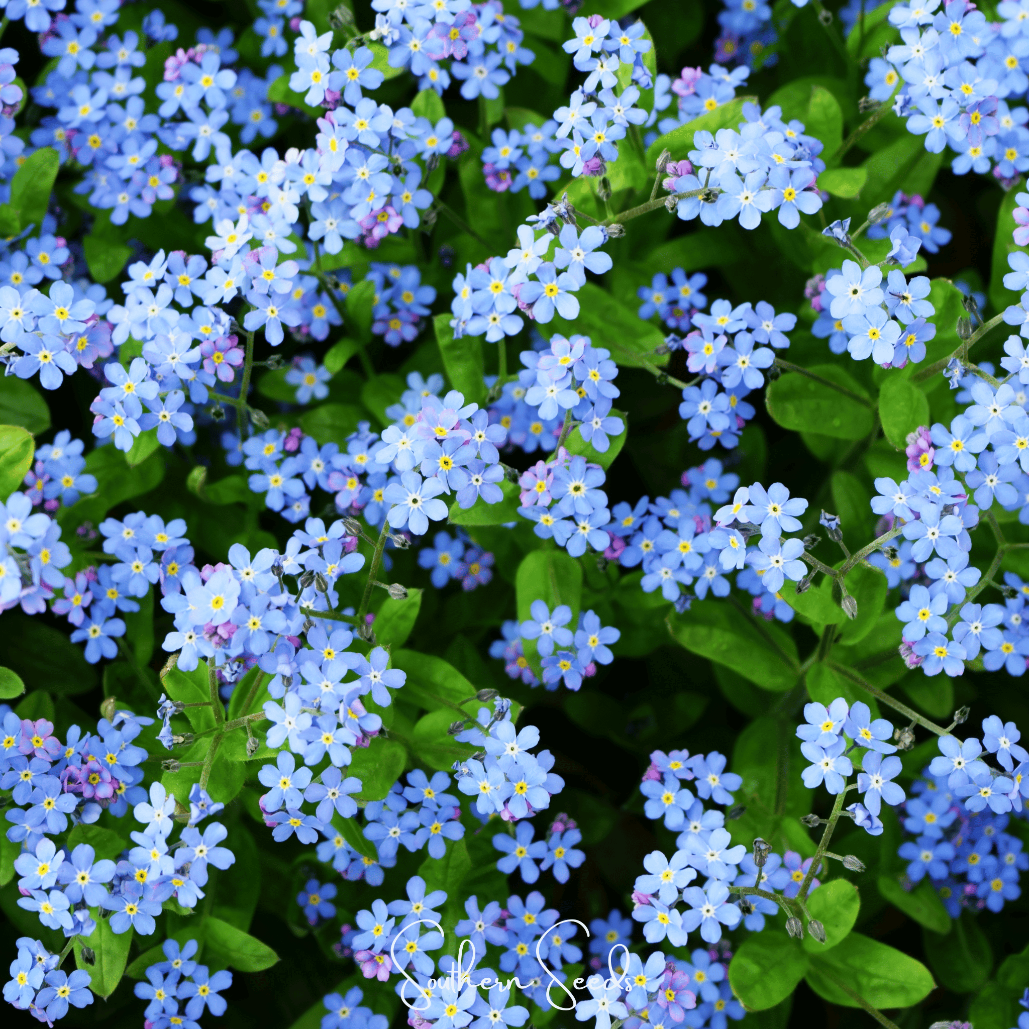 Pixie Patch Fairy Garden Seed Collection - 10 Enchanted Varieties