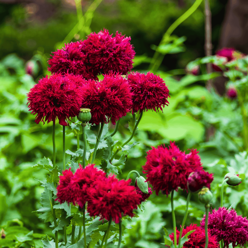 Red Peony Poppy Seeds - 100 Heirloom Seeds