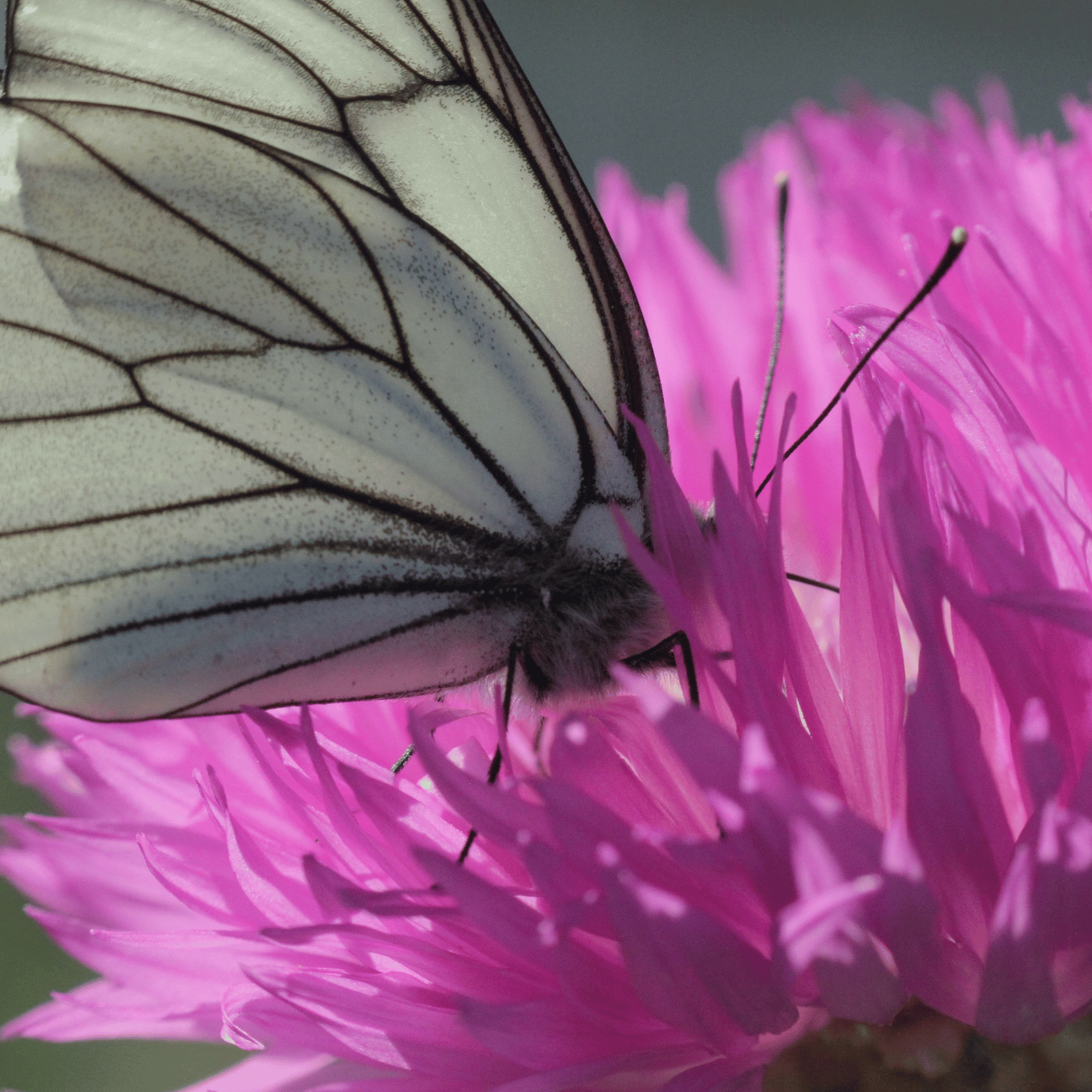 Tall Pink Cornflower - 100 Seeds
