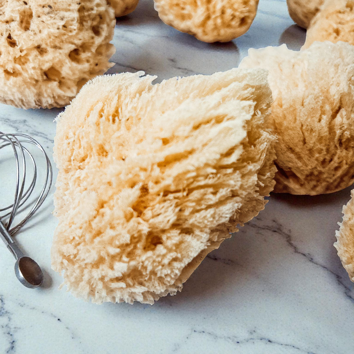 Natural Dead Sea Sponge
