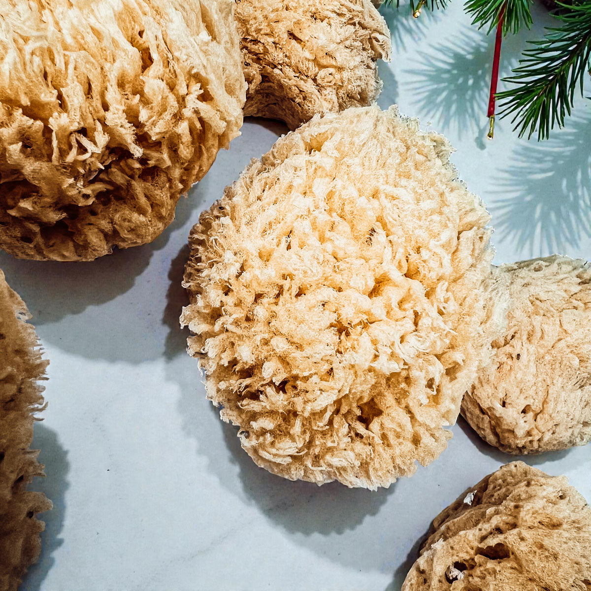 Natural Dead Sea Sponge
