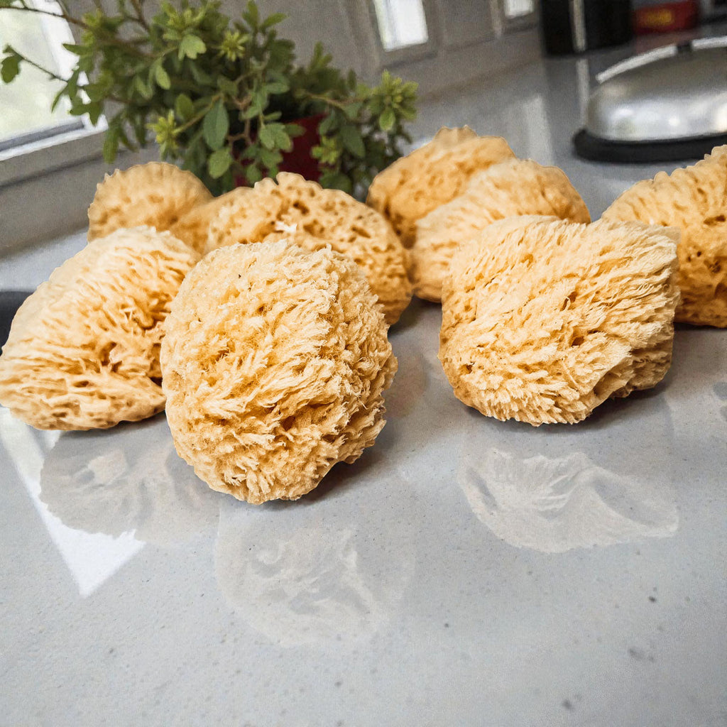 Natural Dead Sea Sponge