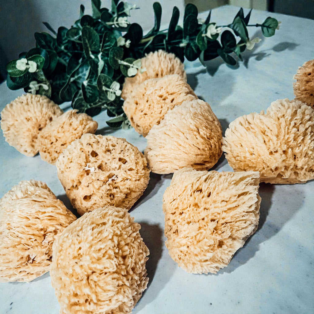 Natural Dead Sea Sponge