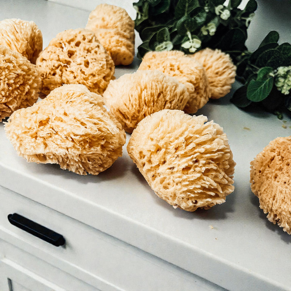 Natural Dead Sea Sponge