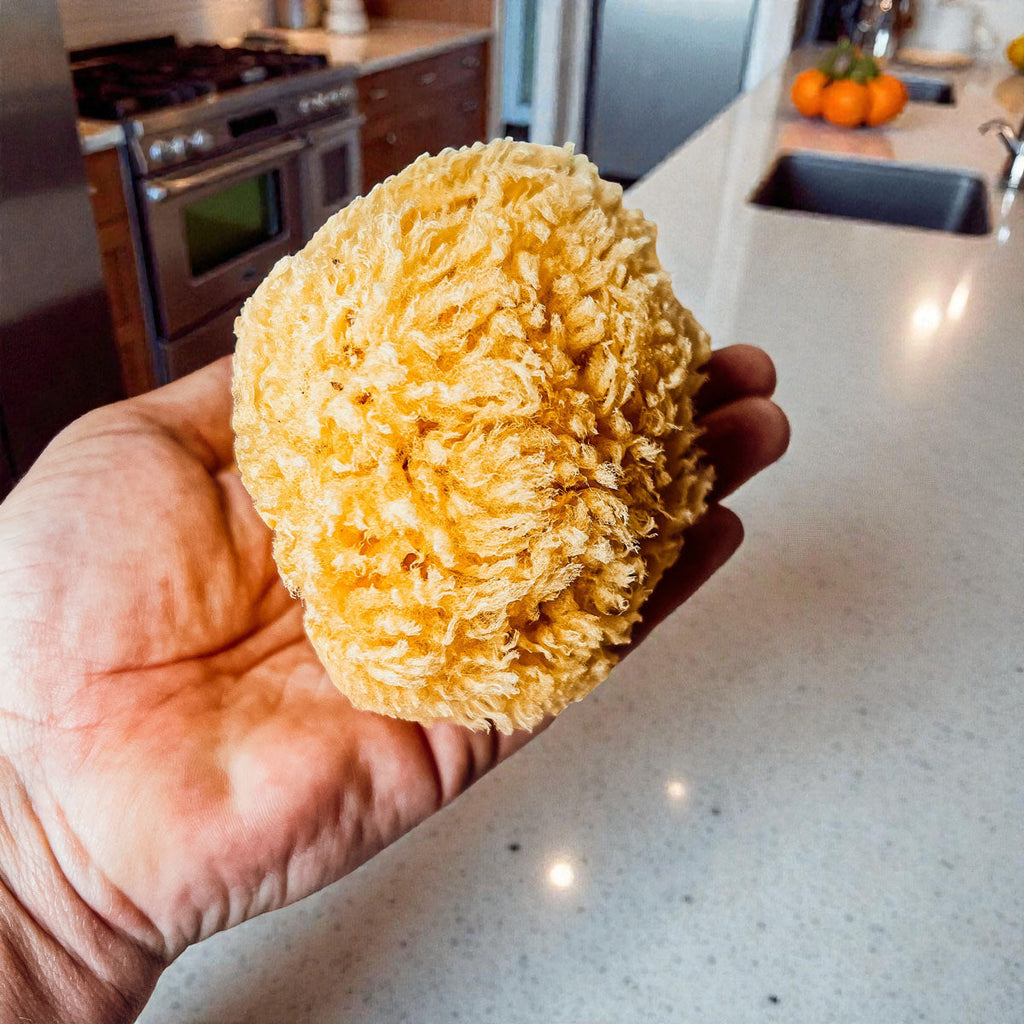 Natural Dead Sea Sponge