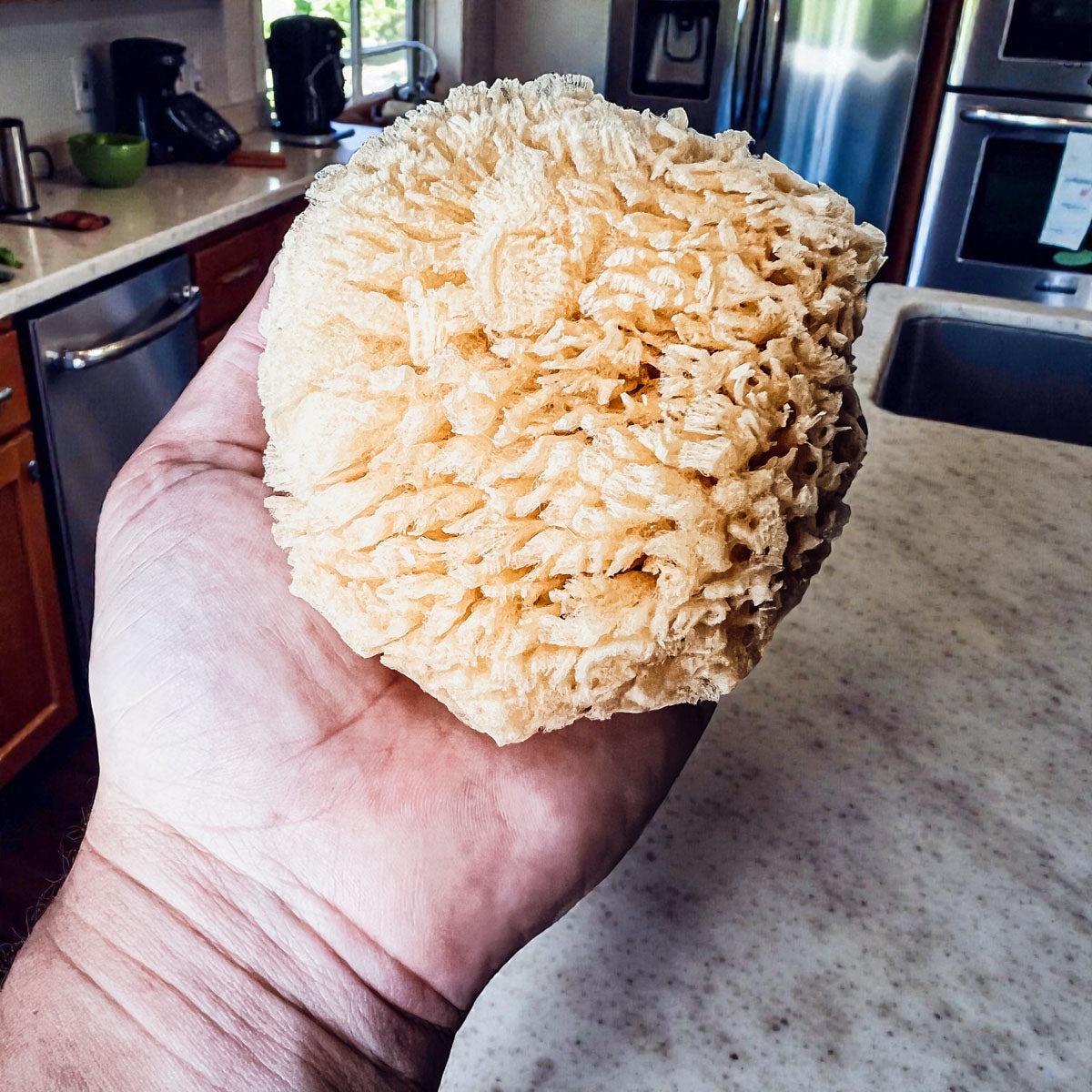 Natural Dead Sea Sponge