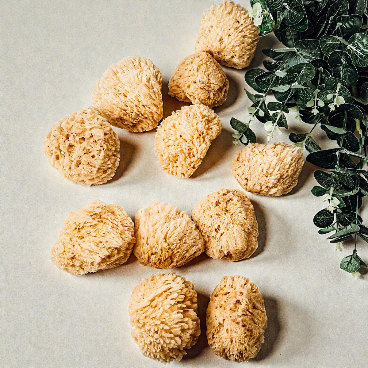 Natural Dead Sea Sponge