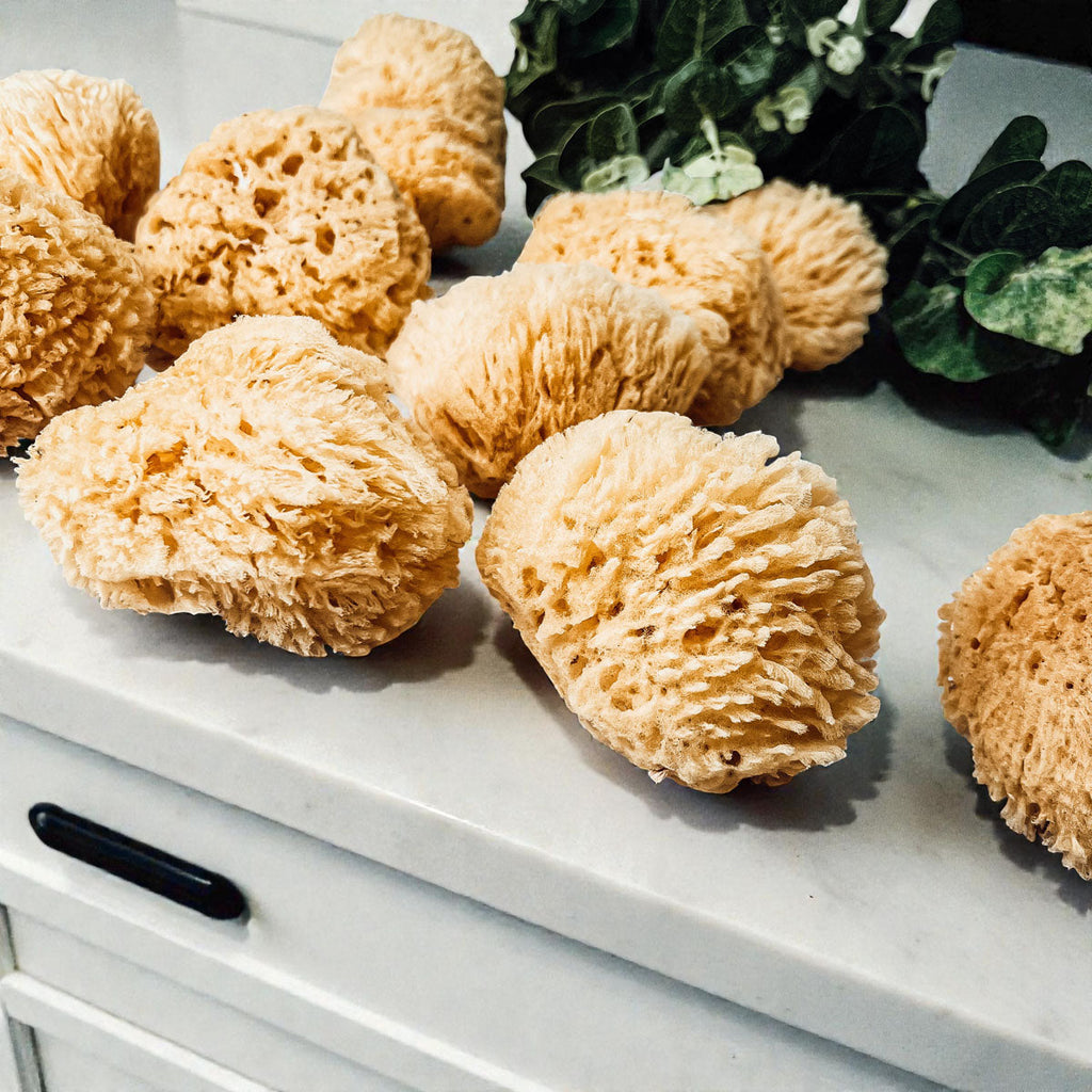 Natural Dead Sea Sponge