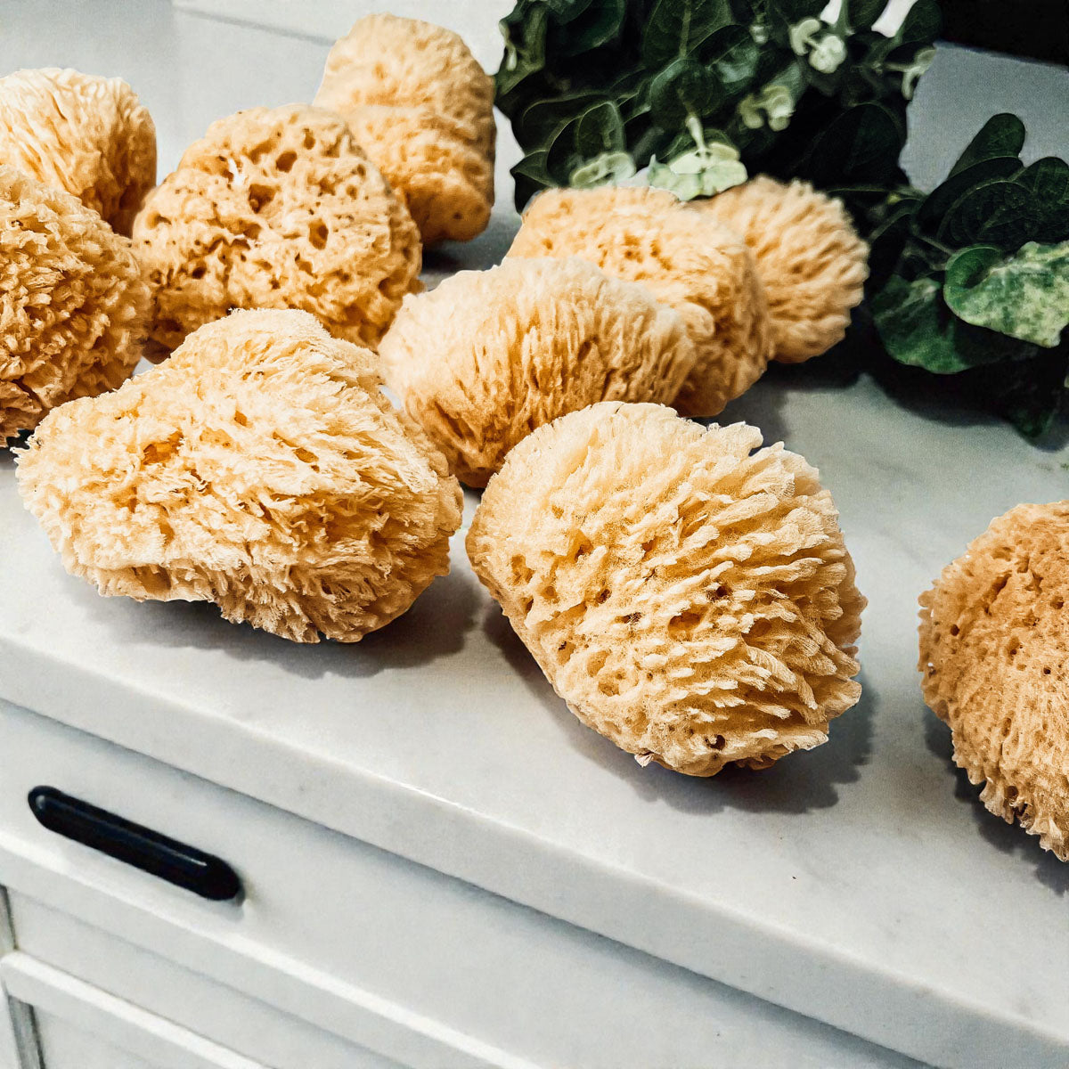 Natural Dead Sea Sponge