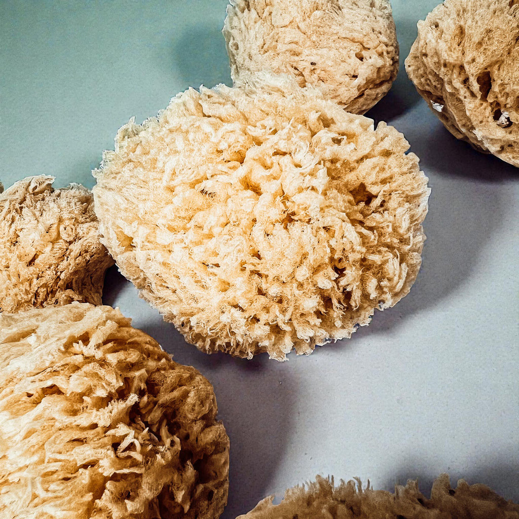 Natural Dead Sea Sponge
