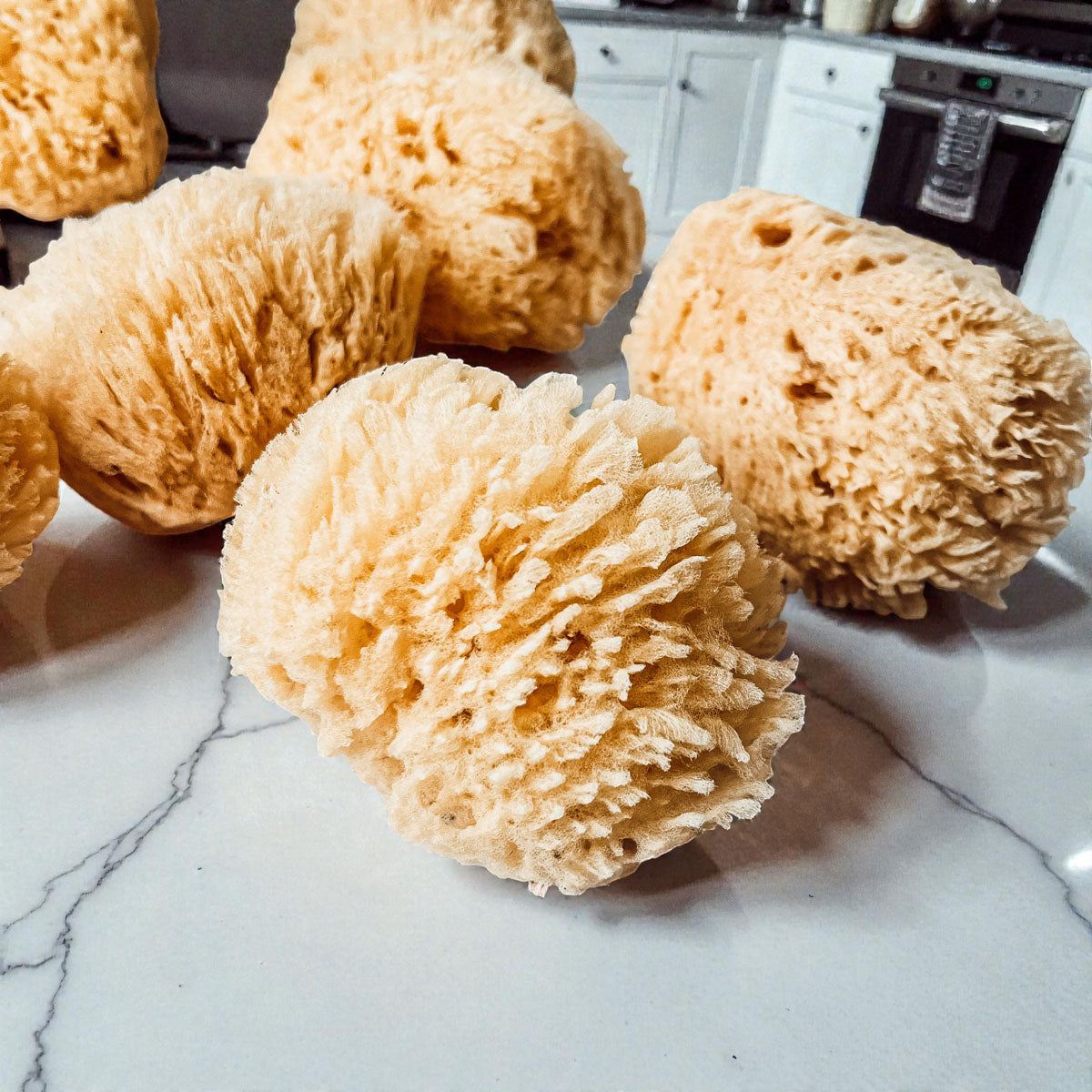 Natural Dead Sea Sponge