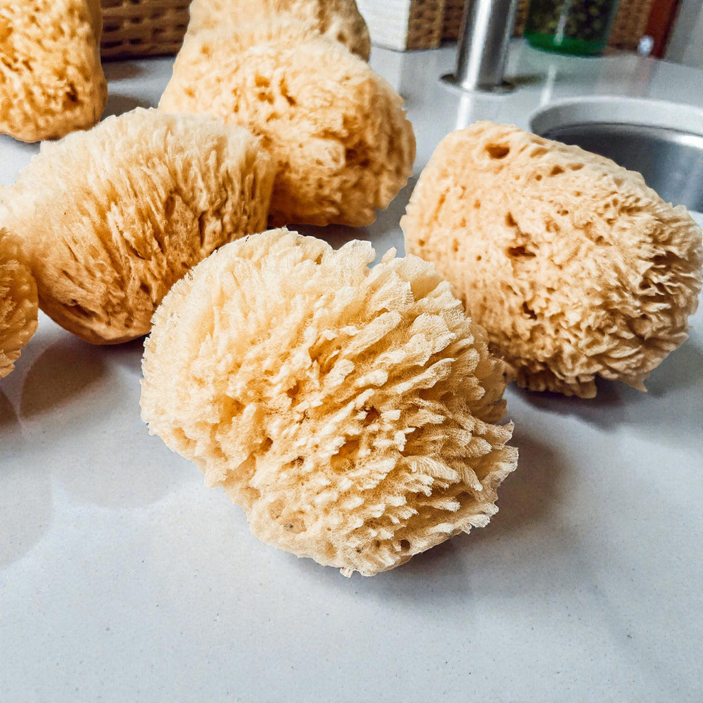 Natural Dead Sea Sponge