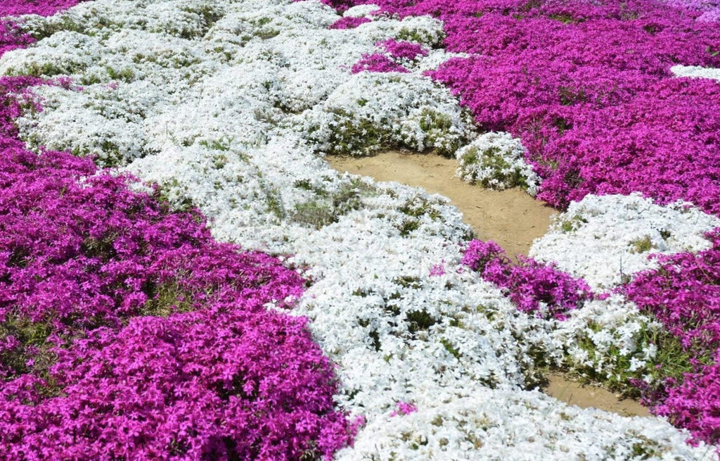 White Magic Creeping Thyme Seeds - Heirloom Ground Cover